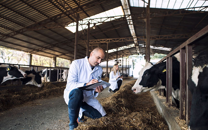 مدیریت بهبود گله